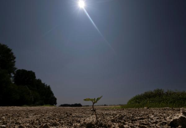 Une jeune pousse émergeant du sol desséché du lit de la Loire partiellement à sec à Chécy, près d'Orléans, le 22 juillet 2026