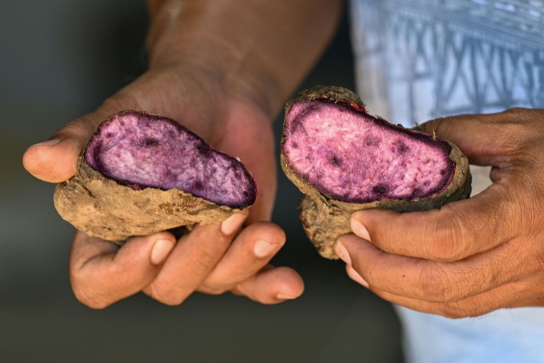 Un agriculteur montre une igname violette crue dans une exploitation agricole à Padre Garcia, dans la province de Batangas, le 25 septembre 2026 aux Philippines
