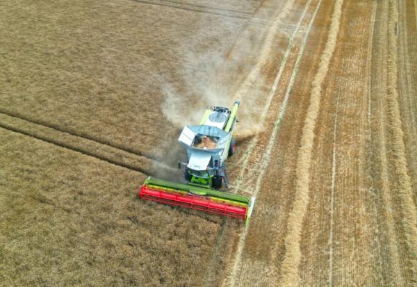 Récolte dans un champ de blé en début de saison en raison des vagues de chaleur qui ont touché la France, le 7 juillet 2026 à Marly-lez-Valenciennes, dans le Nord