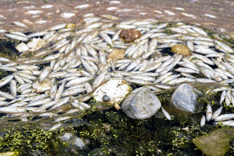 Des poissons lirts flottent à la surface de l'eau au nord-est de Najaf, dans le centre de l'Irak, le 2 juin 2025
