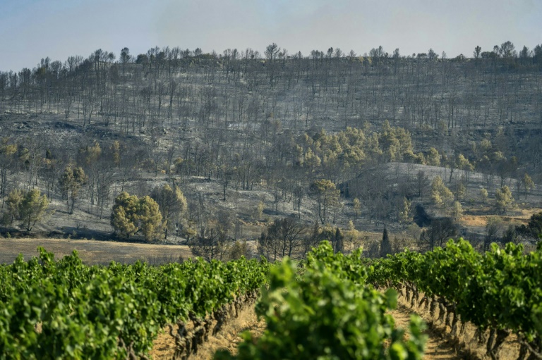 Un vignoble à proximité d'une forêt ravagée par un incendie à Saint-Laurent-de-la-Cabrerisse, dans l'Aude, le 6 août 2025