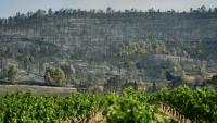 Un vignoble à proximité d'une forêt ravagée par un incendie à Saint-Laurent-de-la-Cabrerisse, dans l'Aude, le 6 août 2025