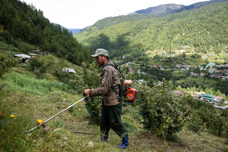Débroussaillage dans une exploitation de noisetiers, le 29 août 2026 à Thimphou, au Bhoutan 