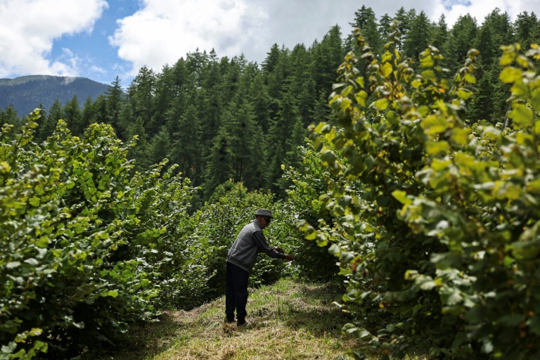 L'agriculteur bhoutanais Dawa Dhendup, 82 ans, récolte des noisette dans son exploitation, le 29 août 2026 à Thimphou 