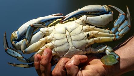 Un crabe bleu (Callinectes sapidus), qui sera analysé, mesuré et pesé au laboratoire de l'Institut méditerranéen d'océanographie (MIO) de Marseille, à Hyères, le 28 mai 2026 dans le Var