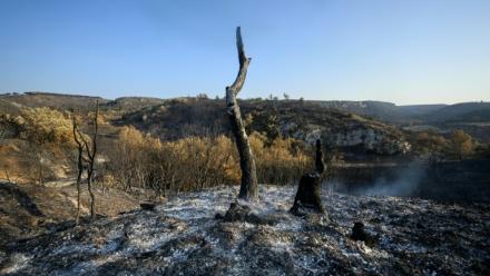 Des terres brûlées après l'incendie près de Fontjoncouse, dans l'Aude, le 8 août 2025