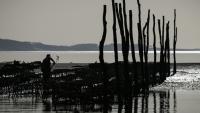 Un parc à huîtres dans le bassin d'Arcachon, le 18 décembre 2024