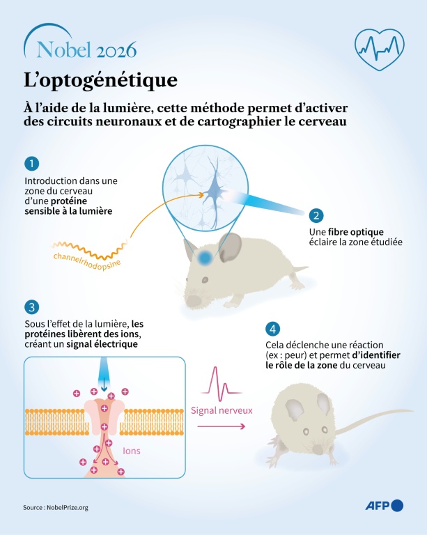 L'optogénétique, couronnée d'un prix Nobel de médecine