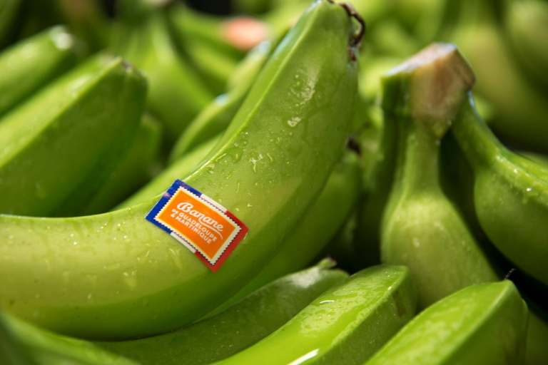 Le texte est soutenu par des exploitants aux Antilles, pour lutter contre un champignon qui ravage les bananeraies: la cercosporiose noire