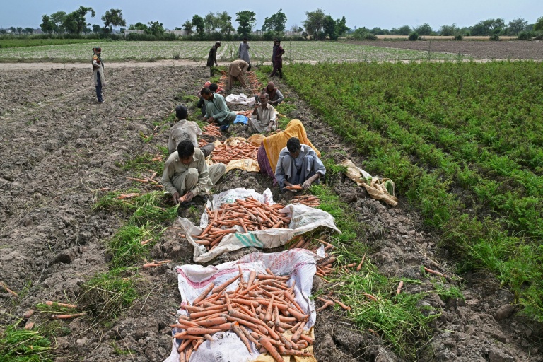 Des agriculteurs récoltent des carottes dans un champ situé à la périphérie de Lahore, le 19 avril 2026