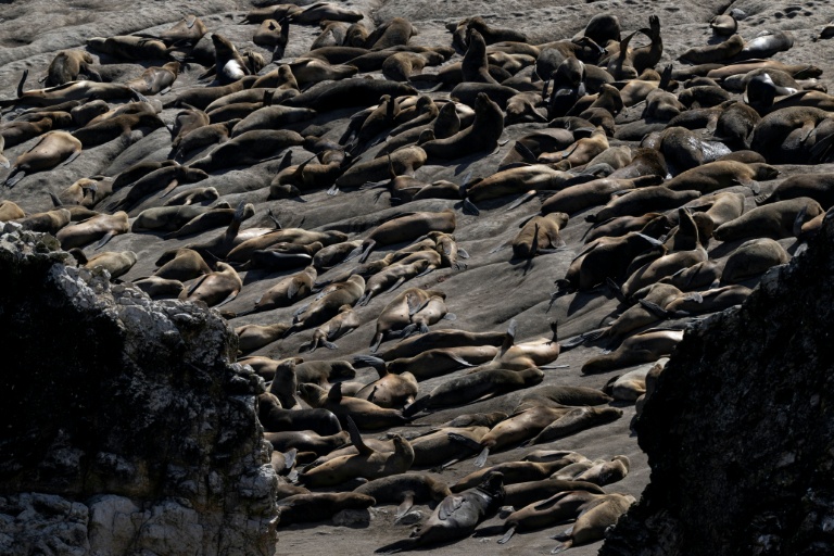 Des lions de mer à la réserve nationale de Punta San Juan de Marcona, dans le département d'Ica, dans le sud du Pérou, le 29 septembre 2025