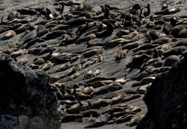 Des lions de mer à la réserve nationale de Punta San Juan de Marcona, dans le département d'Ica, dans le sud du Pérou, le 29 septembre 2025