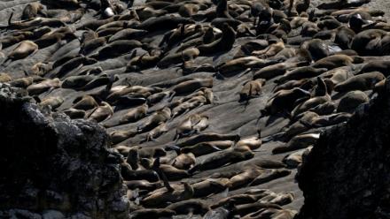 Des lions de mer à la réserve nationale de Punta San Juan de Marcona, dans le département d'Ica, dans le sud du Pérou, le 29 septembre 2025