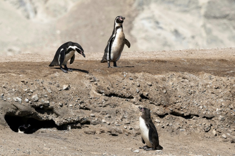 Des manchots de Humboldt à la réserve nationale de Punta San Juan de Marcona, dans le département d'Ica, dans le sud du Pérou, le 29 septembre 2025