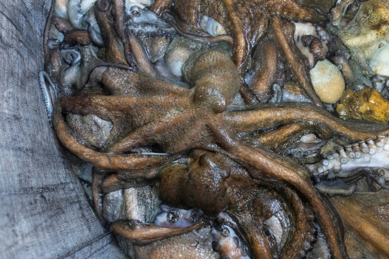 Des poulpes sont rassemblés dans un sac à bord du Marc'h Mor, au large de l'île Molène, dans le Finistère, le 7 mai 2026