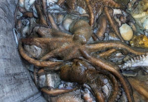 Des poulpes sont rassemblés dans un sac à bord du Marc'h Mor, au large de l'île Molène, dans le Finistère, le 7 mai 2026