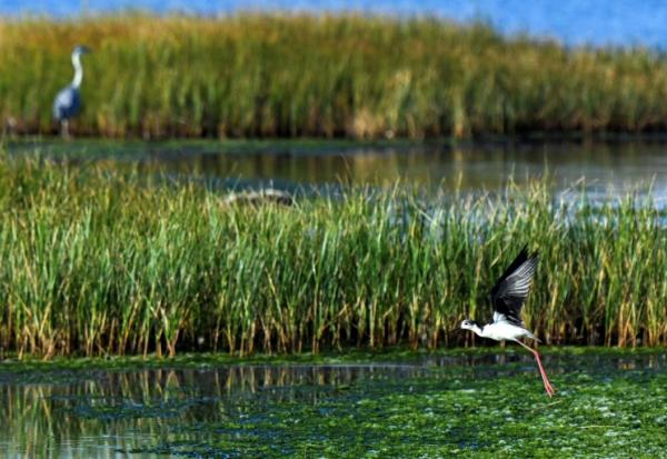 Une échasse blanche dans une zone humide à Ulcinj, le 2 juin 2026 au Monténégro
