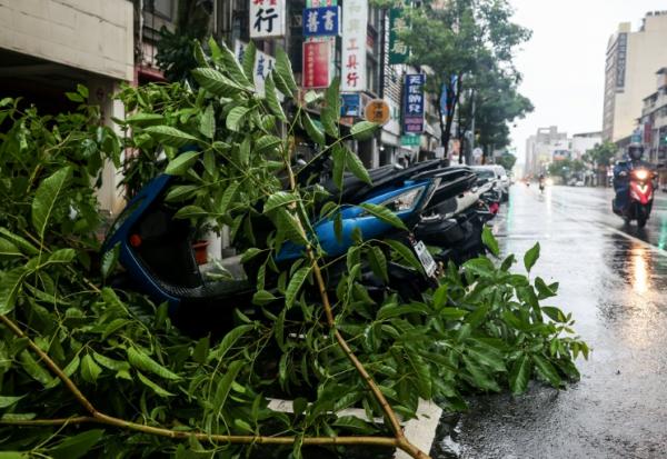 Des arbres couchés après le passage du typhon Podul à Taïwan le 13 août 2025