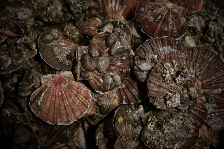 Les deux principaux gisements français de coquilles Saint-Jacques se portent 
