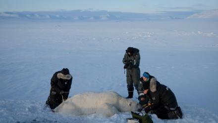 Jon Aars, de l'Institut polaire norvégien, la Française Marie-Anne Blanchet (2e d) et le vétérinaire norvégien Rolf Arne Olberg (g) mesurent un grand ours polaire mâle, dans l'archipel du Svalbard, le 6 avril 2025