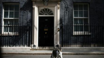 Larry le chat, devant le 10 Downing street, à Londres, avant une déclaration et le départ du Premier ministre britannique sortant, Keir Starmer