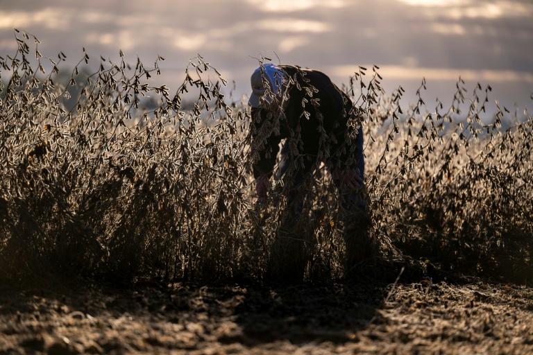 L'agriculteur Travis Hutchison dans un champ de soja à Cordova, dans le Maryland, le 10 octobre 2025