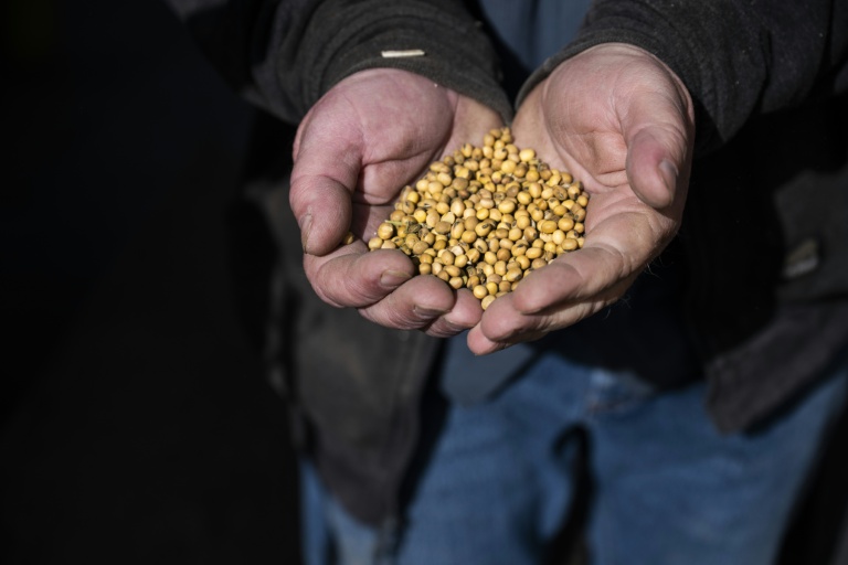 L'agriculteur Travis Hutchison montre des graines de soja qu'il a apportées à un négociant en céréales à Queen Anne, dans le Maryland, le 10 octobre 2025