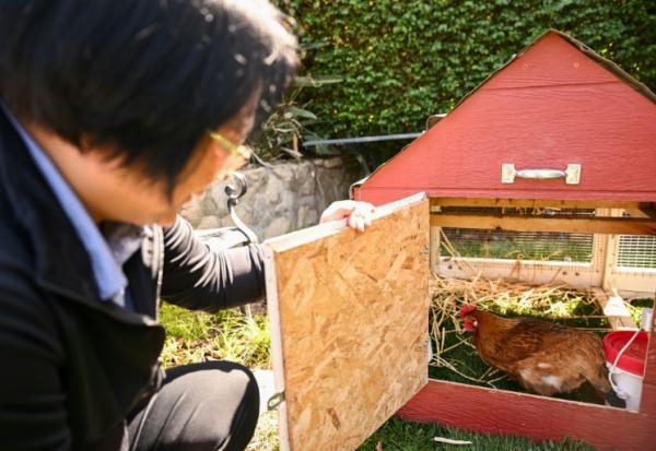 Yong-mi Kim regarde ses poules pondeuses dans son poulailler portable livré à son domicile dans le cadre du service "Rent The Chicken » à La Crescenta, le 21 avril 2025 en Californie
