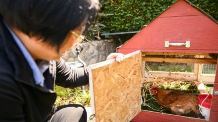 Yong-mi Kim regarde ses poules pondeuses dans son poulailler portable livré à son domicile dans le cadre du service "Rent The Chicken » à La Crescenta, le 21 avril 2025 en Californie
