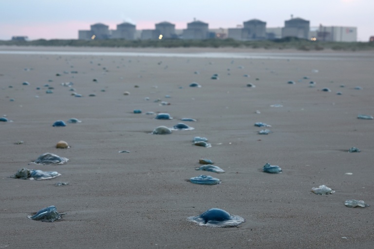 Les méduses sur la plage proche de la centrale nucléaire de Gravelines, le 12 août 2025