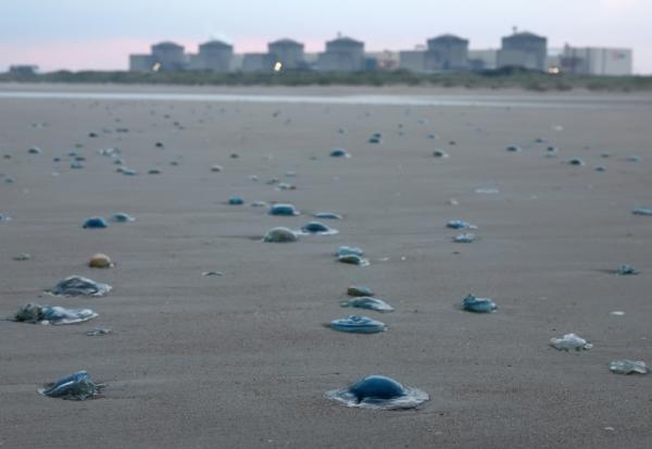 Les méduses sur la plage proche de la centrale nucléaire de Gravelines, le 12 août 2025