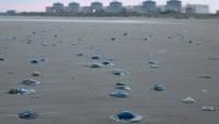 Les méduses sur la plage proche de la centrale nucléaire de Gravelines, le 12 août 2025