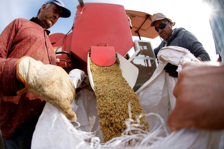 Des agriculteurs ensachent le riz récolté à Ñiquen, dans la région de Ñuble, au Chili, le 9 avril 2025