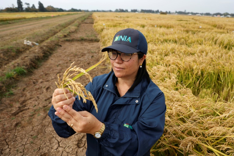 L'ingénieure agronome Karla Cordero dans un champ de riz à San Carlos, dans la région de Ñuble, au Chili, le 9 avril 2025