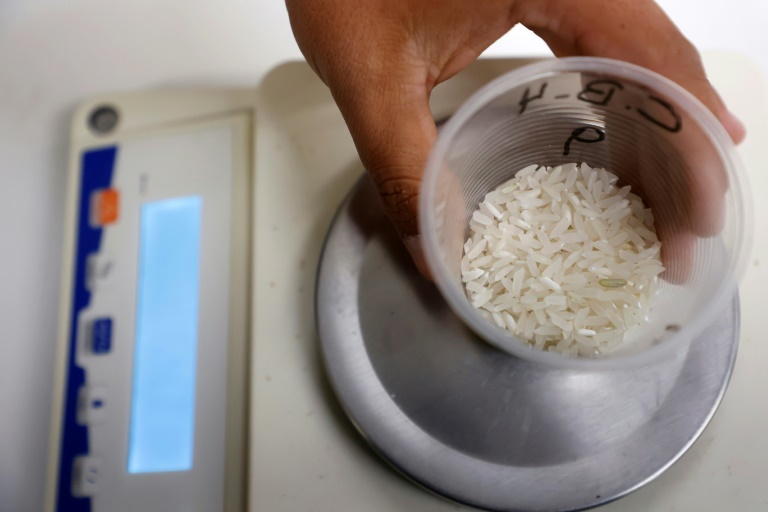 Un chercheur pèse du riz à l'Institut national de recherche agricole (INIA), dans la région de Ñuble, au Chili, le 10 avril 2025