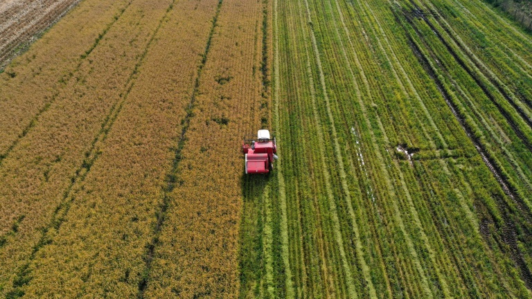 Vue aérienne d'un champ de riz pendant la récolte à Ñiquen, dans la région de Ñuble, le 9 avril 2025 au Chili
