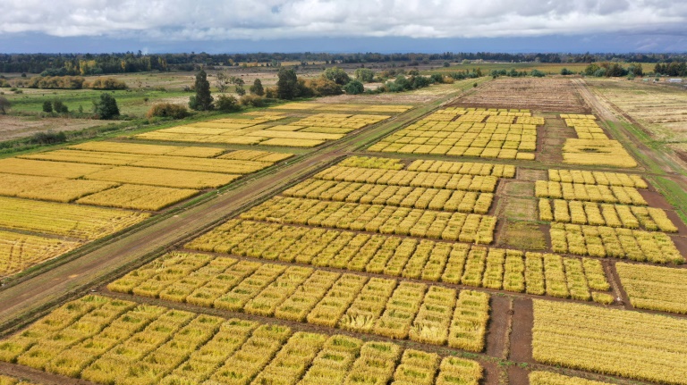 Vue aérienne des cultures expérimentales de riz de l'Institut de recherche agricole (INIA) à San Carlos, dans la région de Ñuble, au Chili, le 10 avril 2025