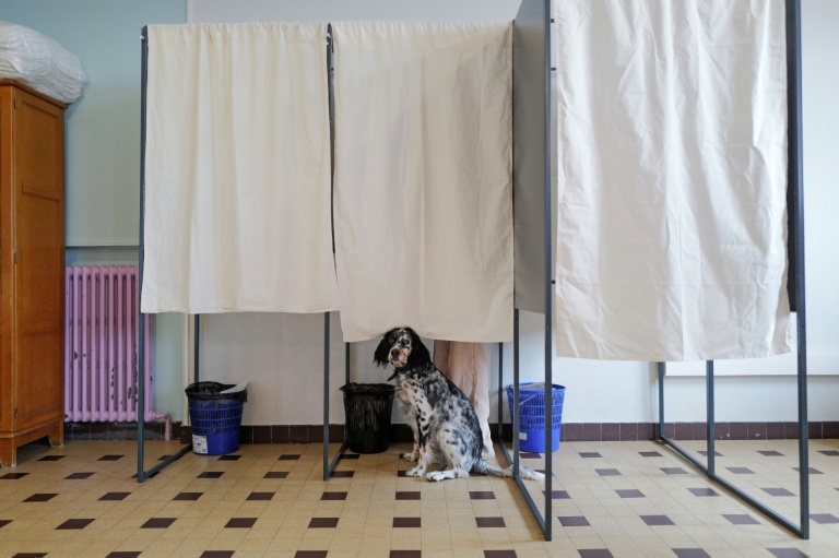Un chien attend devant l'isoloir au second tour des élections municipales à Nice, le 22 mars 2026 