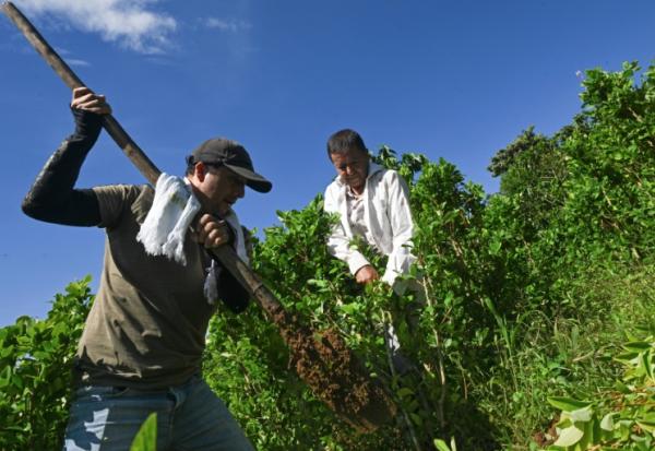 Nicolas et Alirio Caicedo arrachent des plants de coca dans le cadre du plan d'arrachage lancé par le gouvernement, à Argelia, dans le département du Cauca, en Colombie, le 6 mai 2025