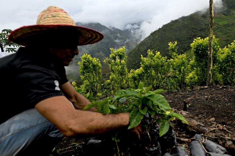 Un agriculteur s'occupe d'un caféier à Argelia, dans le département du Cauca, le 5 mai 2025 en Colombie