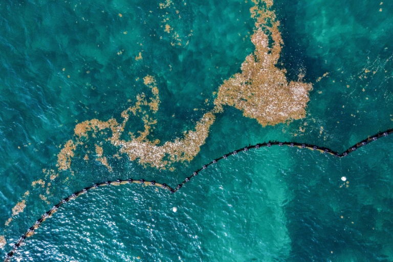 Cette vue aérienne montre des sargasses flottant près d'une barrière de confinement dans la mer des Caraïbes, au large de Puerto Morelos, dans l'État de Quintana Roo (Mexique), le 6 août 2026