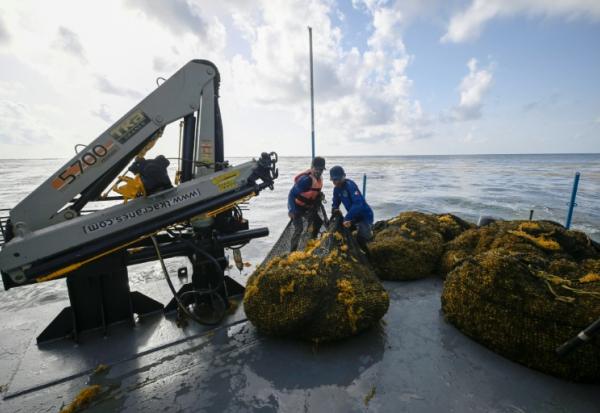 Des membres de la marine mexicaine manipulent des sacs remplis d'algues sargasses collectées à bord d'un navire de collecte de sargasses au large de Puerto Morelos, dans l'État de Quintana Roo, au Mexique, le 6 août 2026