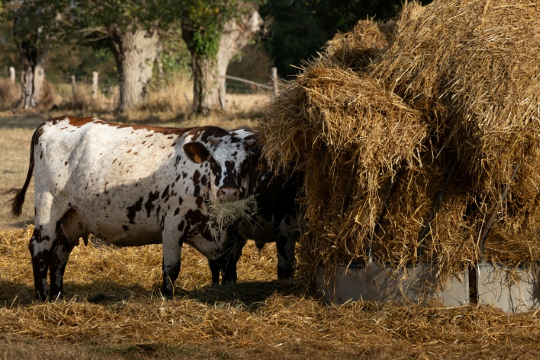 Une vache mange du foin, à Heudreville-en-Lieuvin, dans l'Eure, le 21 août 2026