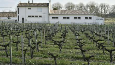 Une école élémentaire bâtie en bordure d'un vignoble, à Villeneuve (Gironde), le 23 mars 2016