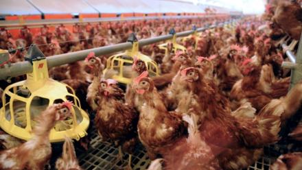 Plus d'un tiers des élevages intensifs contrôlés ces dernières années en France ont présenté une non-conformité en matière de pollution environnementale, révèle une ONG