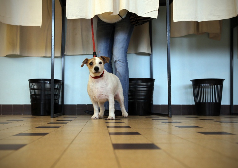 Un chien patiente pendant que sa maîtresse vote dans un isoloir à Nice, le 27 mars 2011