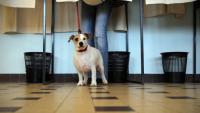 Un chien patiente pendant que sa maîtresse vote dans un isoloir à Nice, le 27 mars 2011