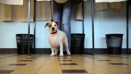 Un chien patiente pendant que sa maîtresse vote dans un isoloir à Nice, le 27 mars 2011