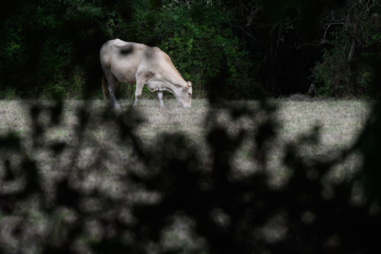 Une vache broute dans un pré de Lavau-sur-Loire, en Loire-Atlantique, le 4 septembre 2026