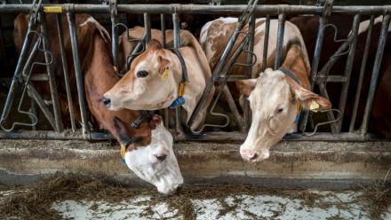 Des vaches qui étaient destinées à paître dans un alpage du Jura français se nourrissent à l’intérieur de leur étable à La Rippe, dans l’ouest de la Suisse, le 23 juin 2026